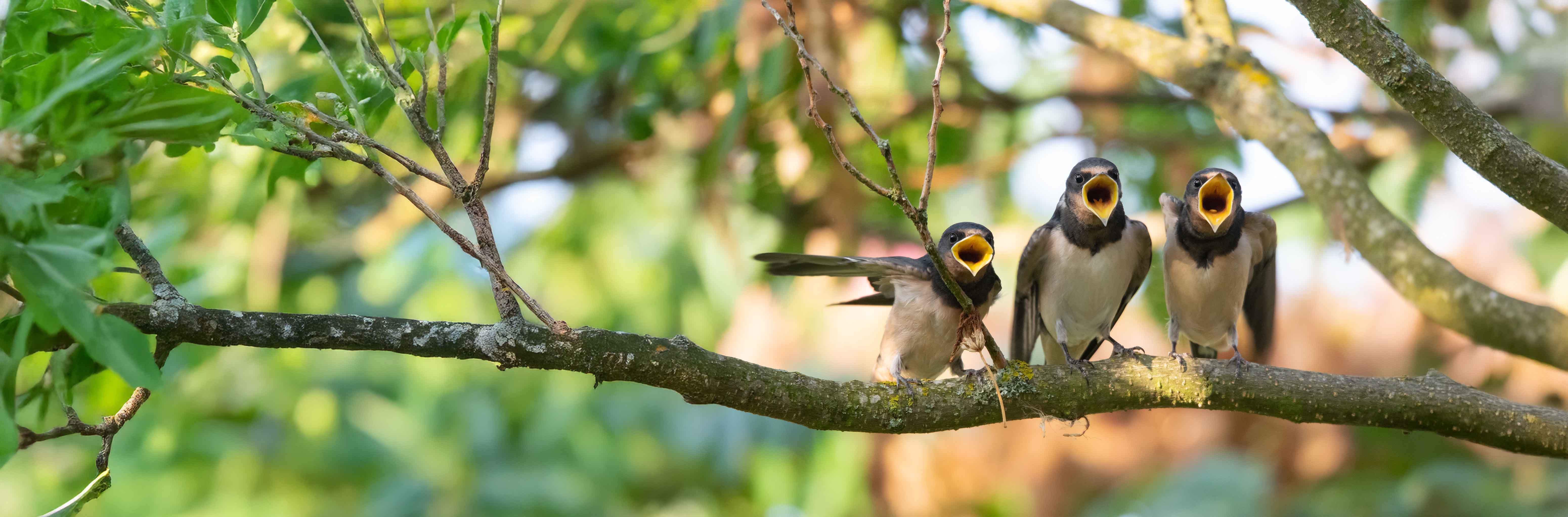 Nichoirs Hirondelles et Martinets