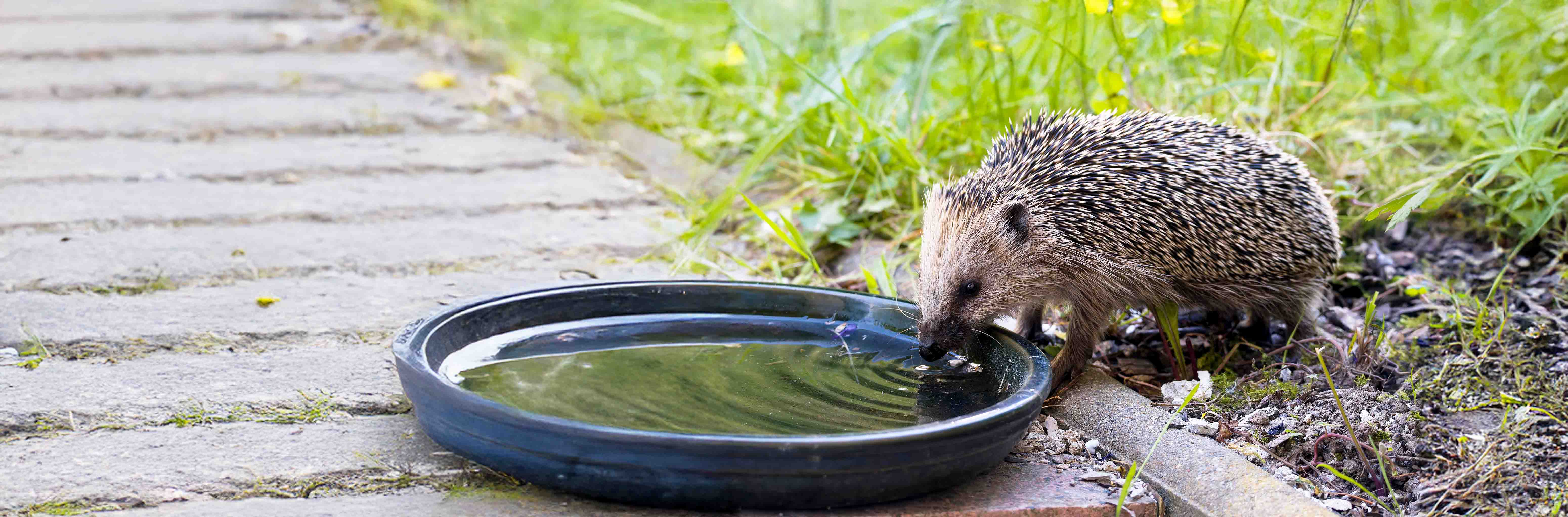 Protéger le hérisson