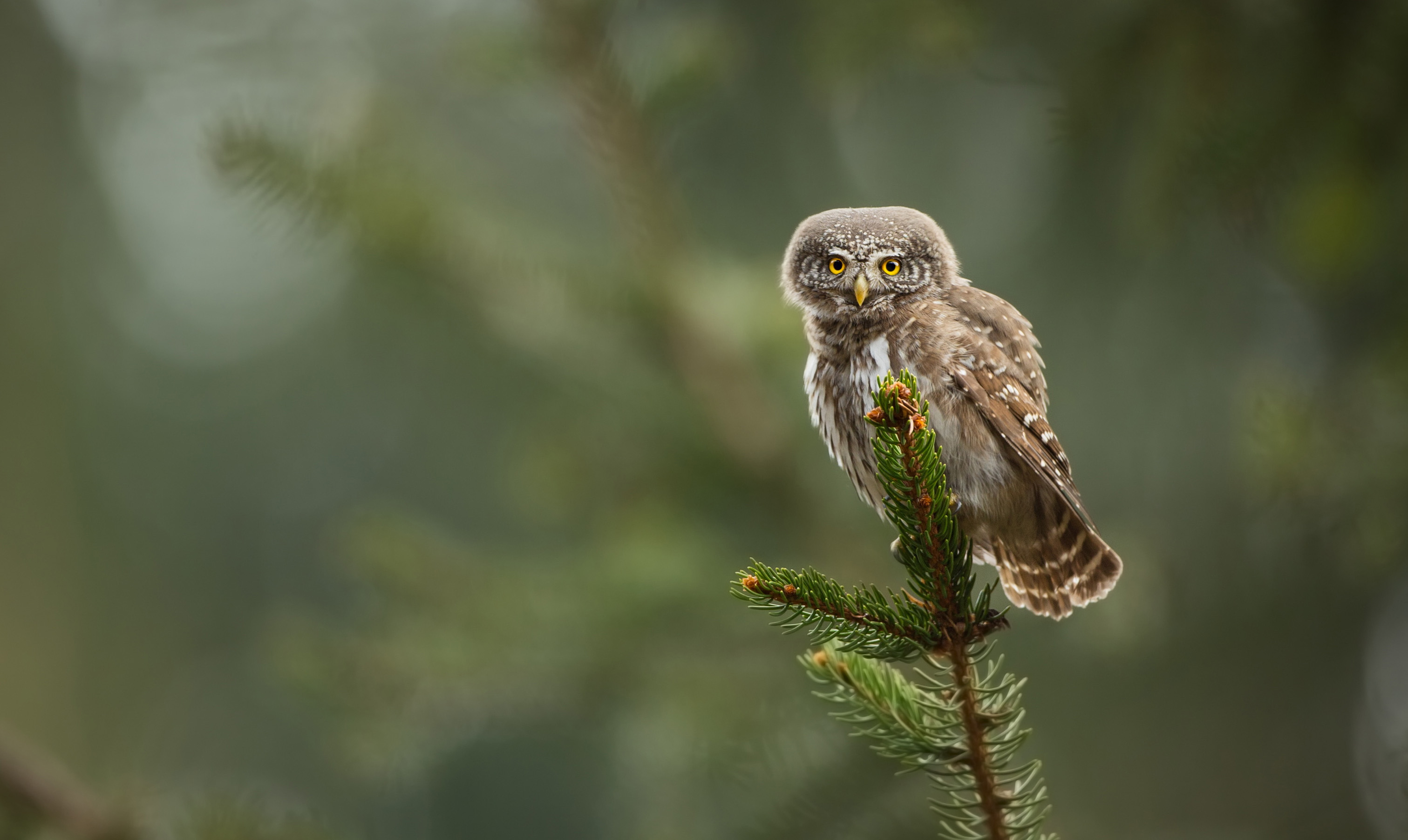 Appel à dons petites chouettes de montagne