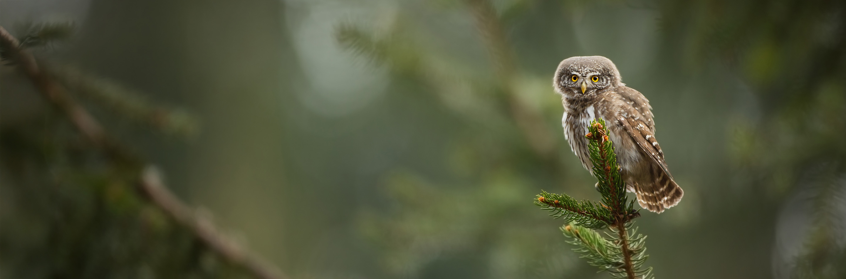 Appel à dons petites chouettes de montagne