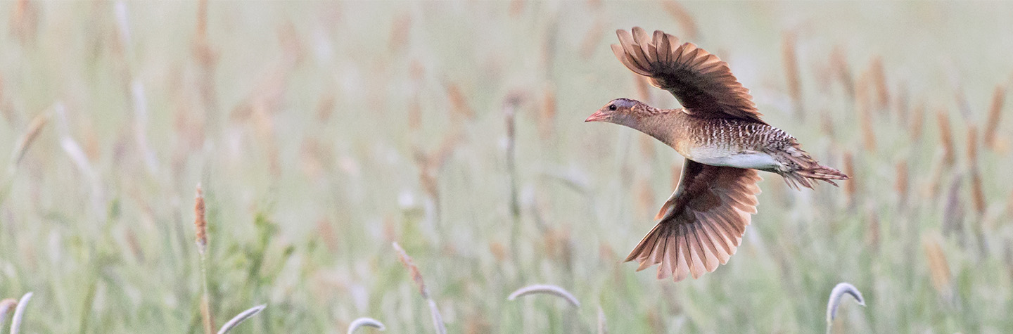 Appel dons Rêle des genêts